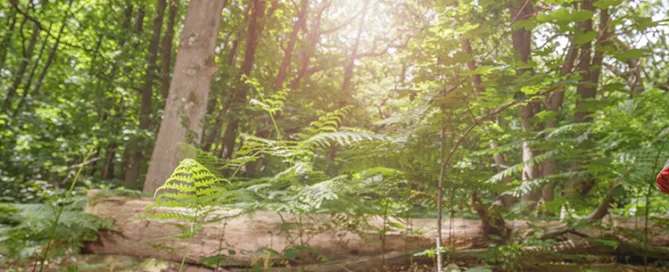 Feet Of Happy Kids Dangle Off A Log Above Green Summer Forest