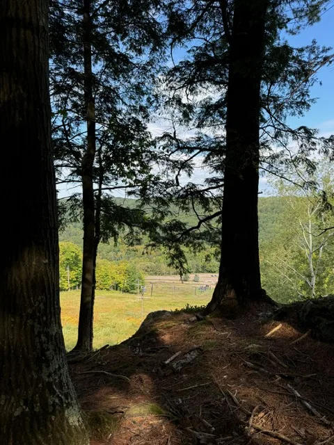 HIking Trail from the trees HIking Trail from the trees