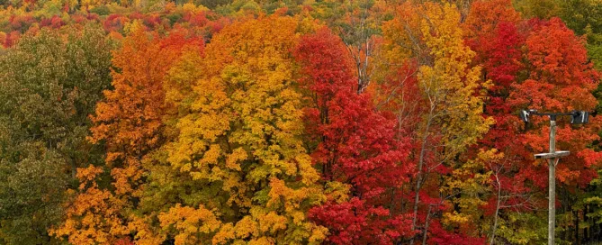 fall colors
