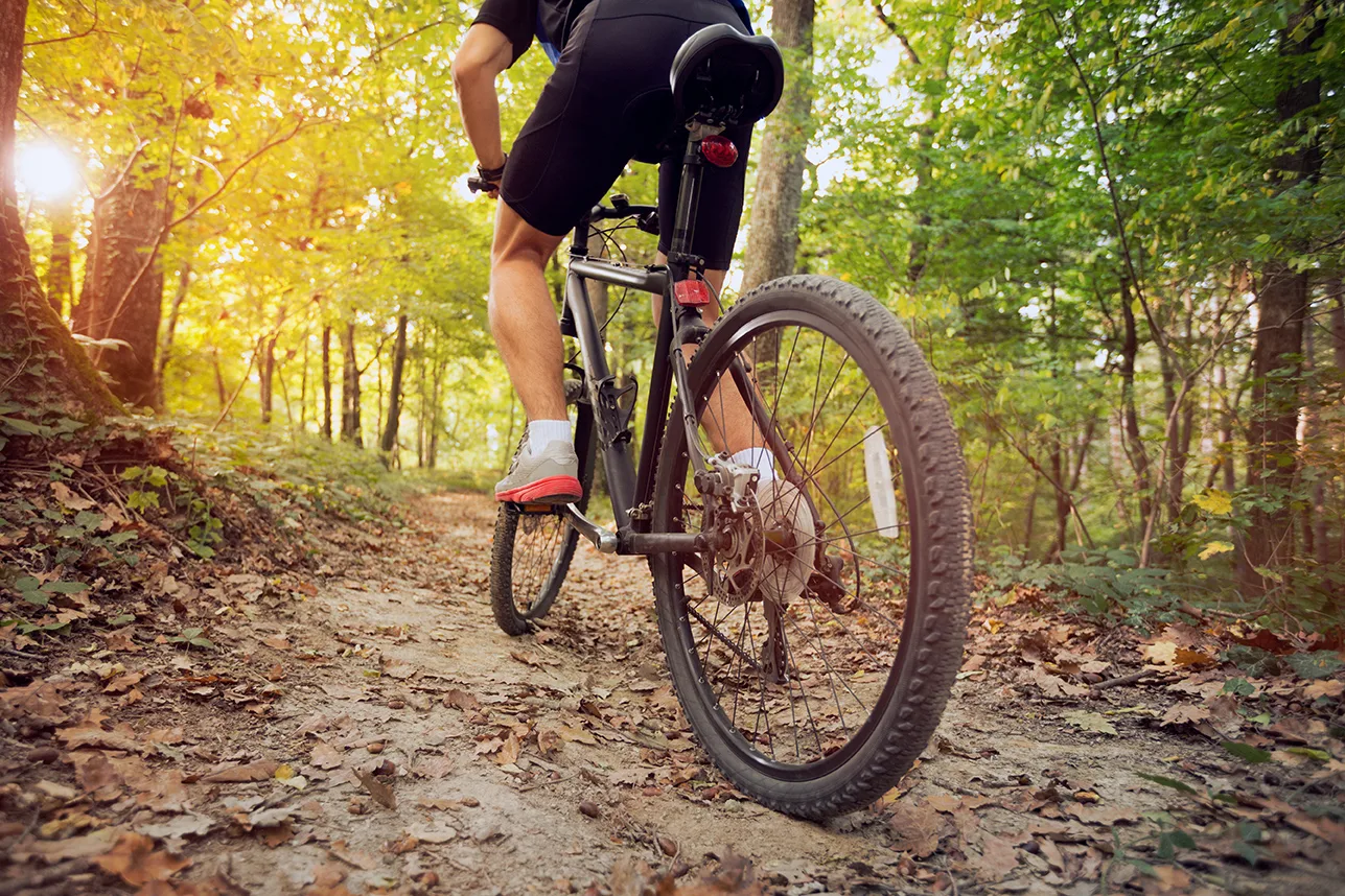 Mountain Bike In Sunny Forest Mountain Bike In Sunny Forest